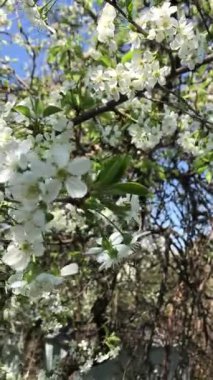 İlkbahar, doğanın uyandığı zamandır. En çekici temsilcilerinden biri kiraz ağacıdır. Bu ağacın narin çiçekleri unutulmaz bir bahar havası yaratır.