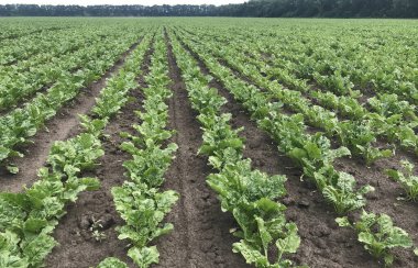 Sahayı çevreleyen yeşil çizgiler. Şeker pancarı sıraları benzersiz bir şablon oluşturuyor. Şeker pancarı güç kazanıyor. Sahada sıralanmış.