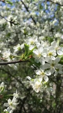 Kiraz çiçekleri bir andır. Bu muhteşem güzelliğin her saniyesini, narin taç yaprakları dökülmeye başlamadan önce yakalarız. Bize baharın geçişini hatırlatırlar.
