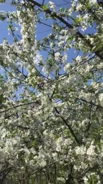 Kiraz çiçekleri bir andır. Bu muhteşem güzelliğin her saniyesini, narin taç yaprakları dökülmeye başlamadan önce yakalarız. Bize baharın geçişini hatırlatırlar.