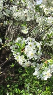 Kiraz çiçekleri bir andır. Bu muhteşem güzelliğin her saniyesini, narin taç yaprakları dökülmeye başlamadan önce yakalarız. Bize baharın geçişini hatırlatırlar.