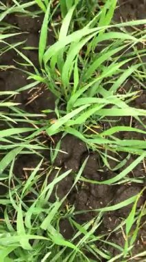 Kış uykusundan sonra buğday ilkbahar yeniden doğuşuna başlar. Her filizlenme yeni bir hayat ve gelecek için bir umut. Arazi yeşile döner, bahar gelir..