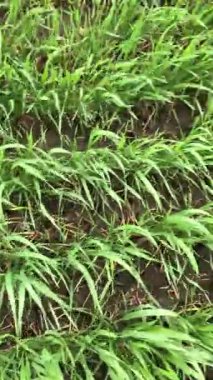 Kış uykusundan sonra buğday ilkbahar yeniden doğuşuna başlar. Her filizlenme yeni bir hayat ve gelecek için bir umut. Arazi yeşile döner, bahar gelir..