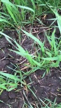 Kış uykusundan sonra buğday ilkbahar yeniden doğuşuna başlar. Her filizlenme yeni bir hayat ve gelecek için bir umut. Arazi yeşile döner, bahar gelir..