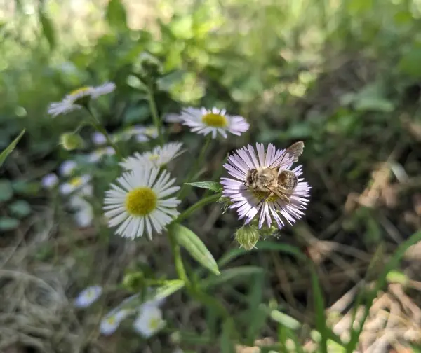 Bir arı güneşli bir günde narin bir mor papatyadan (veya küçük bir papatyadan) nektar toplar. Vahşi doğada narin bir tozlaşma anı.