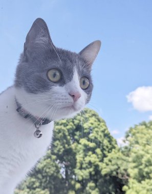 Pencereden dışarı bakan meraklı bakışlı büyüleyici bir kedi. Beyaz ağızlık, göğüs ve pençeler, gri kafa ve sırt. Direkt olarak objektife bakan sarı-yeşil bir süsen ile büyük gözler.