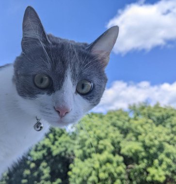 Pencereden dışarı bakan meraklı bakışlı büyüleyici bir kedi. Beyaz ağızlık, göğüs ve pençeler, gri kafa ve sırt. Direkt olarak objektife bakan sarı-yeşil bir süsen ile büyük gözler.