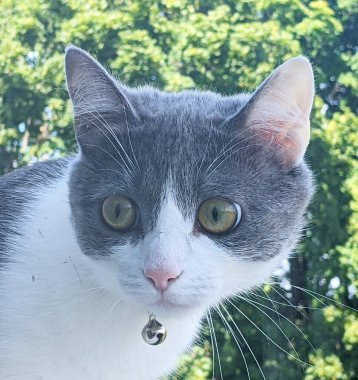 Pencereden dışarı bakan meraklı bakışlı büyüleyici bir kedi. Beyaz ağızlık, göğüs ve pençeler, gri kafa ve sırt. Direkt olarak objektife bakan sarı-yeşil bir süsen ile büyük gözler.