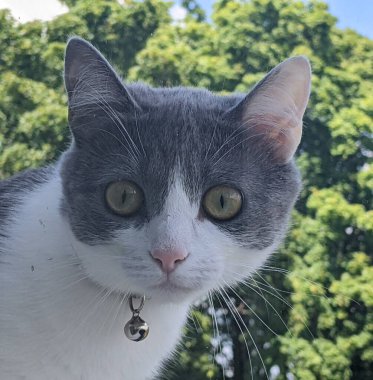 Pencereden dışarı bakan meraklı bakışlı büyüleyici bir kedi. Beyaz ağızlık, göğüs ve pençeler, gri kafa ve sırt. Direkt olarak objektife bakan sarı-yeşil bir süsen ile büyük gözler.