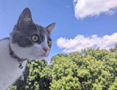 Pencereden dışarı bakan meraklı bakışlı büyüleyici bir kedi. Beyaz ağızlık, göğüs ve pençeler, gri kafa ve sırt. Direkt olarak objektife bakan sarı-yeşil bir süsen ile büyük gözler.