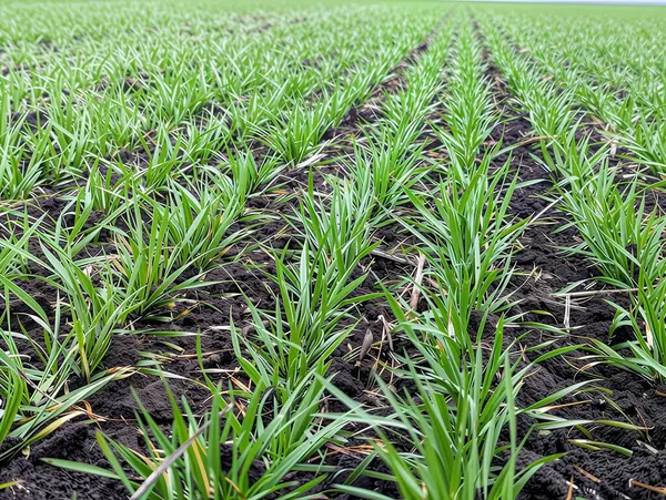 Genç yeşil filizlerle ekilmiş bir buğday tarlası - kış buğdayı. Bitkiler hatta sıra sıra ekilir. Uzağa doğru uzanıp perspektif oluştururlar..