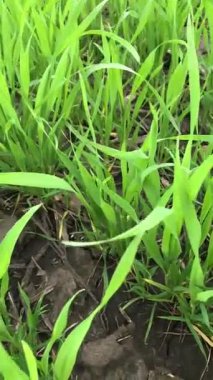 Baharın başındayız. Yaşam Ukrayna 'nın uçsuz bucaksız genişliklerinde uyanıyor. Burada bir buğday tarlası var. Altın hasat yolculuğuna daha yeni başlıyor.