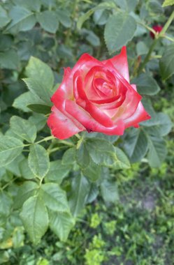 Bahçede güzel ve parlak kırmızı ve pembe güller açtı! Narin yaprakları ve sarhoş edici aromaları havayı doldurarak güzellik ve rahatlık atmosferi yaratıyor.