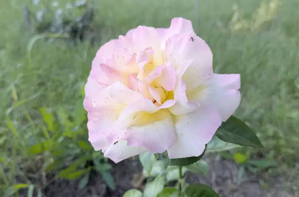 Bahçede güzel ve parlak kırmızı ve pembe güller açtı! Narin yaprakları ve sarhoş edici aromaları havayı doldurarak güzellik ve rahatlık atmosferi yaratıyor.