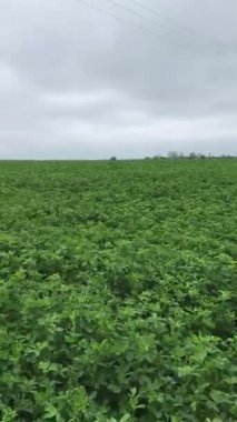 Bu yeşil kütle çiftlik hayvanları için gerçek bir hazine. Yonca, yüksek protein ve besin içeriğiyle çiftlik hayvanları için beslenme düzeninin önemli bir bileşenidir.