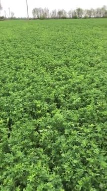 Bu yeşil kütle çiftlik hayvanları için gerçek bir hazine. Yonca, yüksek protein ve besin içeriğiyle çiftlik hayvanları için beslenme düzeninin önemli bir bileşenidir.