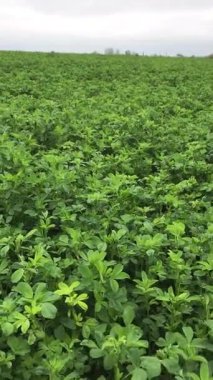 Bu yeşil kütle çiftlik hayvanları için gerçek bir hazine. Yonca, yüksek protein ve besin içeriğiyle çiftlik hayvanları için beslenme düzeninin önemli bir bileşenidir.