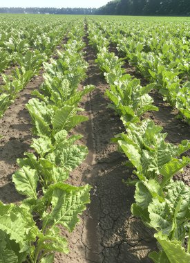 Bitkilerin sırayla dizildiği sonsuz bir şeker pancarı tarlası. Parlak yeşil yaprakları, güneş tarafından çatlayan koyu kahverengi toprakla tezat oluşturuyor..