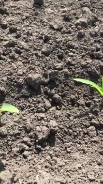 İlk, kırılgan mısır filizleri bahar ekiminden sonra toprağı delip geçiyor. Bu yeni hayatın dokunaklı bir anı, gelecek hasat için umut ve doğanın yeniden doğuşunun sembolü..