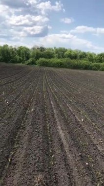 İlk, kırılgan mısır filizleri bahar ekiminden sonra toprağı delip geçiyor. Bu yeni hayatın dokunaklı bir anı, gelecek hasat için umut ve doğanın yeniden doğuşunun sembolü..