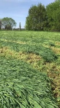 Saman için bir çavdar tarlası. Bir traktör yeşil çavdar biçer ve onu samana çevirir. Bu süreç modern tarımı, hayvan yemi üretimini ve mahsulün verimli kullanımını göstermektedir.