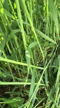 Saman için bir çavdar tarlası. Bir traktör yeşil çavdar biçer ve onu samana çevirir. Bu süreç modern tarımı, hayvan yemi üretimini ve mahsulün verimli kullanımını göstermektedir.