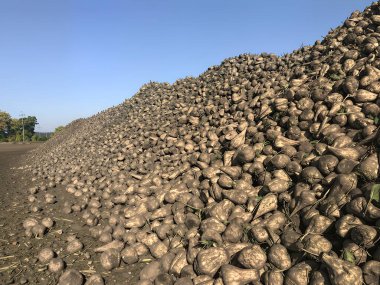 Şeker pancarları bir tarlada dizilmiş, hasattan sonra taşınmaya hazır. Görüntü tarımsal emeği ve sonuçlarını gösteriyor.