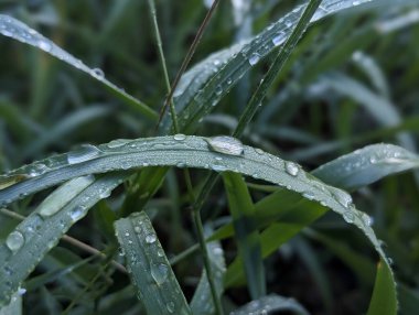 Yeşil çim makrosu üzerine çiy damlası düşer. Taze sabah manzarası, doğanın ve yenilenmenin bir sembolü. Ekoloji, tazelik, doğa ve sabahla ilgili konular için ideal
