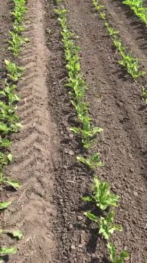 Yazın pancar ekimi, ot kontrolü, toprak havası ve nem korunumu için önemlidir. Bu şeker pancarının verimini artırır