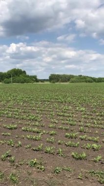 Yumuşak yeşil şeker pancar filizleri toprağı eşeliyor. Tarla taze, gelecek hasat için bahar umutlarıyla dolu.