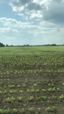 Yumuşak yeşil şeker pancar filizleri toprağı eşeliyor. Tarla taze, gelecek hasat için bahar umutlarıyla dolu.