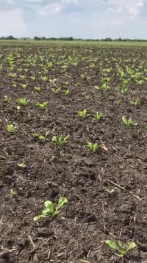 Yumuşak yeşil şeker pancar filizleri toprağı eşeliyor. Tarla taze, gelecek hasat için bahar umutlarıyla dolu.