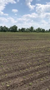 Yumuşak yeşil şeker pancar filizleri toprağı eşeliyor. Tarla taze, gelecek hasat için bahar umutlarıyla dolu.