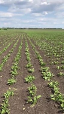 Yumuşak yeşil şeker pancar filizleri toprağı eşeliyor. Tarla taze, gelecek hasat için bahar umutlarıyla dolu.