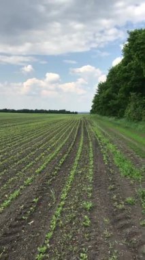 Yumuşak yeşil şeker pancar filizleri toprağı eşeliyor. Tarla taze, gelecek hasat için bahar umutlarıyla dolu.