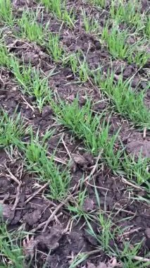 Bahar buğdayı yenilenmesi: Genç yeşil sıralar kıştan sonra güvenli bir şekilde tarlayı keserler. Hayat her çizgiye geri döner. Umudun sembolü ve yeni bir hasat.