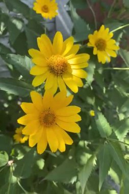 Parlak sarı rudbeckia çiçeği. Çiçeğin uzun, ince taç yaprakları zengin sarı bir renk ve belirgin koyu sarı, neredeyse turuncu bir merkezi vardır.