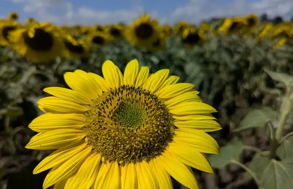 Parlak bir ayçiçeği doğrudan çerçeveye bakar, tohumlarla dolu yeşil çekirdeği çevreleyen altın yaprakları. Mavi gökyüzünün altında sonsuz bir ayçiçeği tarlası
