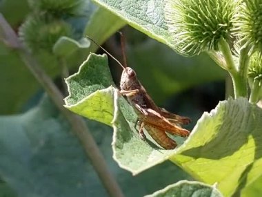 Çekirge, böcekler, doğa, makro video. Bir yaz günü, bir çekirge çayırdaki yabani bitkilerin yapraklarının tadını çıkarır. Birinden diğerine atlıyor..