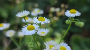 Böcekler, makro video, papatya çiçekleri. Siyah böcekler, sıcak bir yaz gününde, papatya çiçeklerinin nektarı ve poleniyle hevesle ziyafet çekerler..