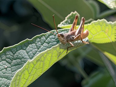 Yeşil yapraklı bir çekirge. Parlak güneş ışığıyla bir makro fotoğraf yaprağın damarlarını ve böceğin vücudunu aydınlatıyor..