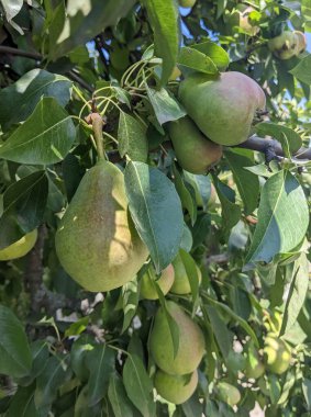 Armutların bir ağaç dalına asıldığı yakın plan. Hafif kırmızımsı veya kahverengi renkli yeşil meyveler yemyeşil yapraklarla çevrilidir.