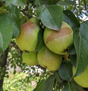 Armutların bir ağaç dalına asıldığı yakın plan. Hafif kırmızımsı veya kahverengi renkli yeşil meyveler yemyeşil yapraklarla çevrilidir.