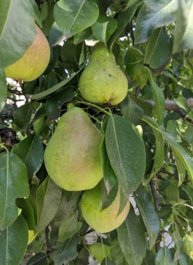 Armutların bir ağaç dalına asıldığı yakın plan. Hafif kırmızımsı veya kahverengi renkli yeşil meyveler yemyeşil yapraklarla çevrilidir.