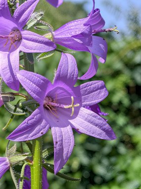Narin mor çanlar güneşte yapraklarını açtı ve ışınları yakaladı. Her kıvrım, her gölge, zümrüt yeşilliğinin ortasındaki zarafeti vurgular.