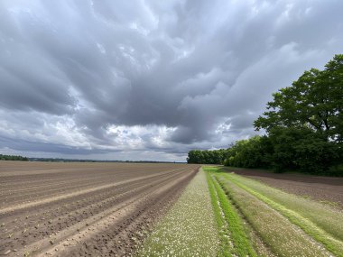 Gökyüzü yağmurun habercisi olan ağır gri bulutlarla kaplıdır. Onların altında, genç filizlerin yeni filizlenmeye başladığı geniş bir tarla uzanıyor.