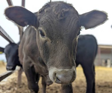 Siyah kürklü ve meraklı gözlü bir buzağı kameraya yaklaştı ve etrafındaki dünyayı keşfediyor. Küçük kulakları delinmiş ve ağzı biraz kirlenmiş. Bu da ona özel bir cazibe veriyor.