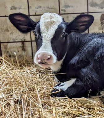 Yumuşak bir pipetin üzerinde dinlenen büyüleyici bir buzağı. Siyah, beyaz kürkü ve pembe burnu ona benzersiz bir görünüm verir ve büyük, meraklı gözleri merakla kameranın merceğine bakar.