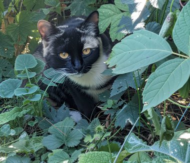 Bir siyah ve beyaz kedi çalılıklarda oturur, çeşitli şekillerde geniş ve küçük yeşilliklerle çevrilidir. Gözleri parlak sarı, kehribar gibi.