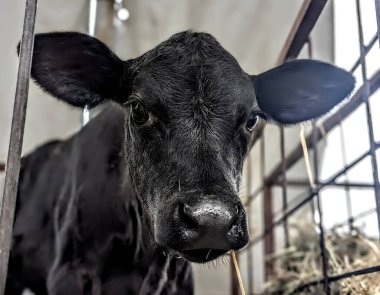 Çekici bir siyah buzağı doğrudan kameraya bakıyor. Kürklü ağızlık, büyük siyah gözler ve geniş kulaklar kompozisyonun ana elementleridir.